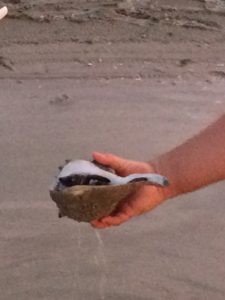 live lightning whelk on Sanibel beach